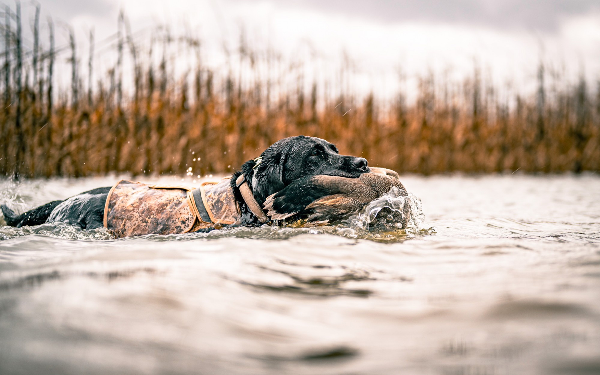 Stella is a good girl