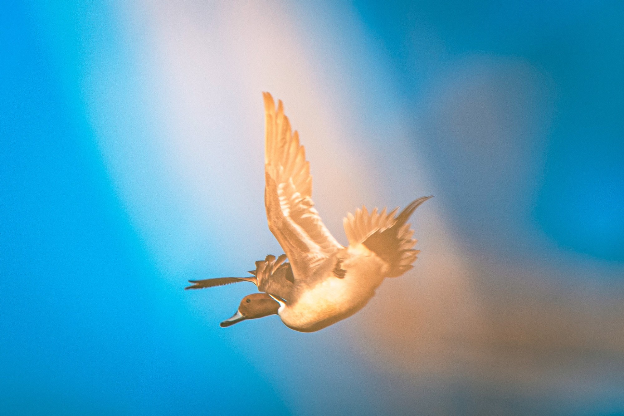 Keep your eyes to sky and call accordingly