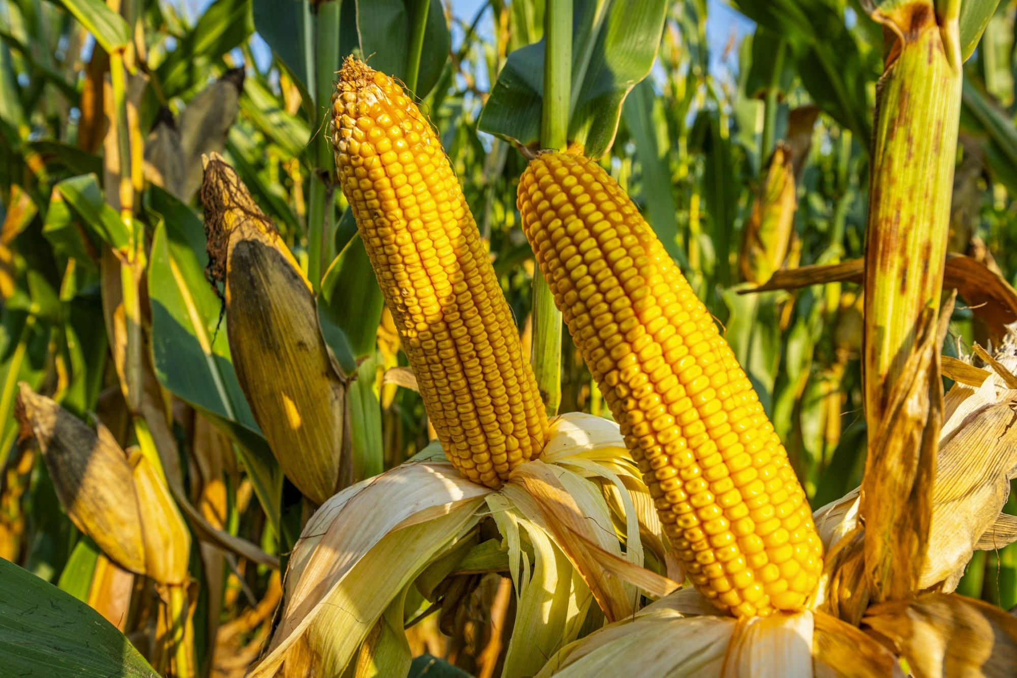 Higher projected yields directly increase the value of farmland, especially in regions with prime Class A soils.